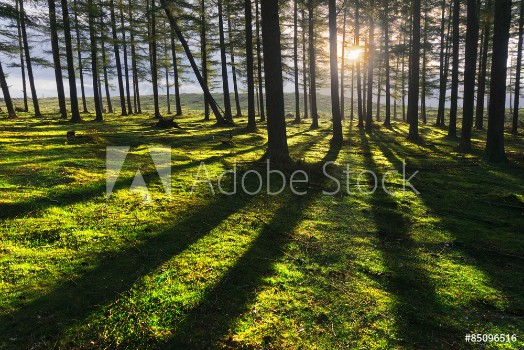 Picture of Sunny forest